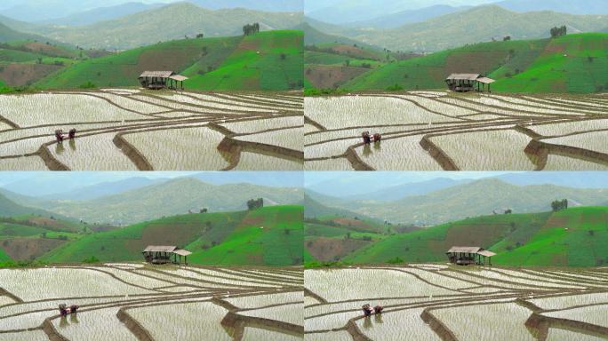 农民在稻田里干活