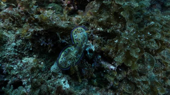 海底暗礁裸鳃类生物