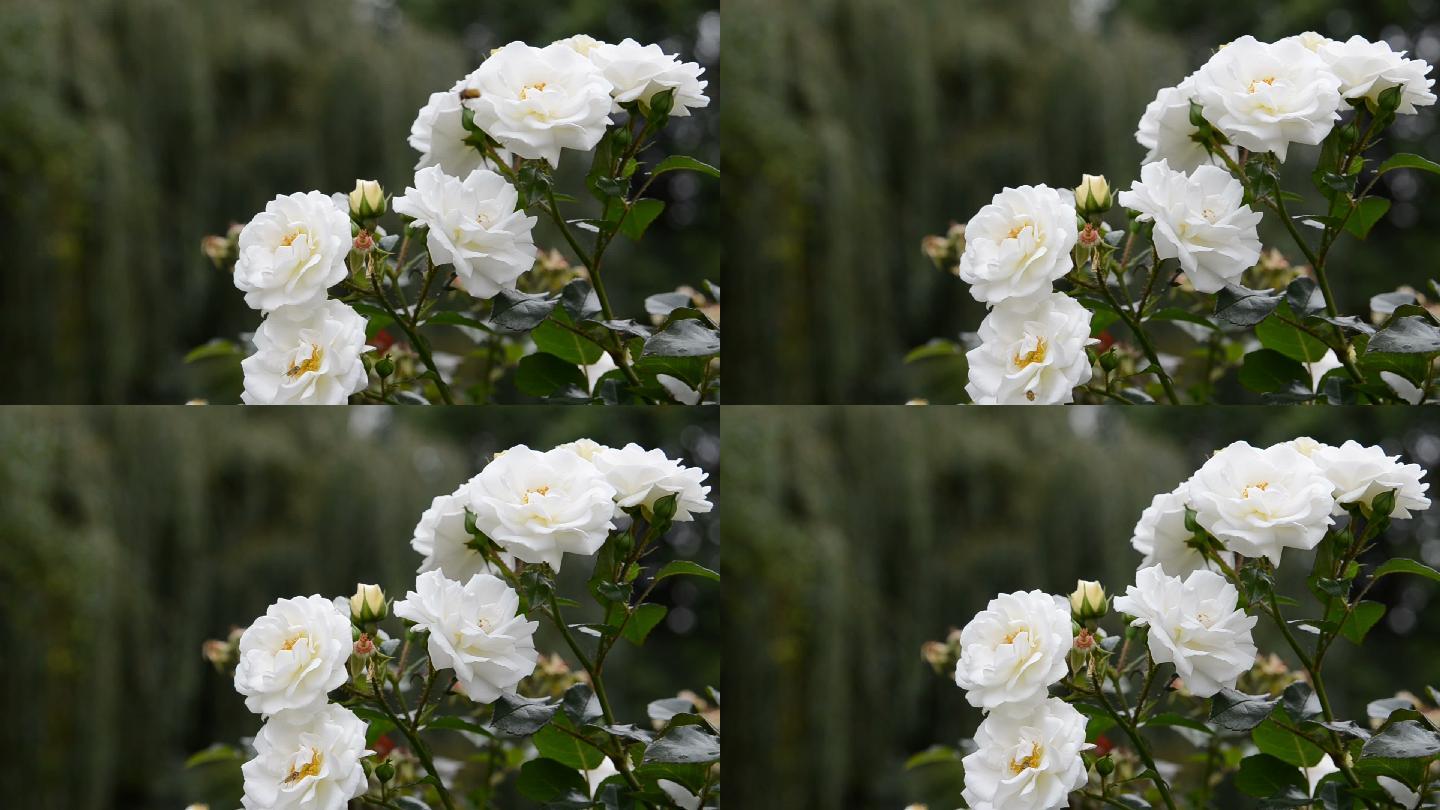 微风吹拂的白玫瑰