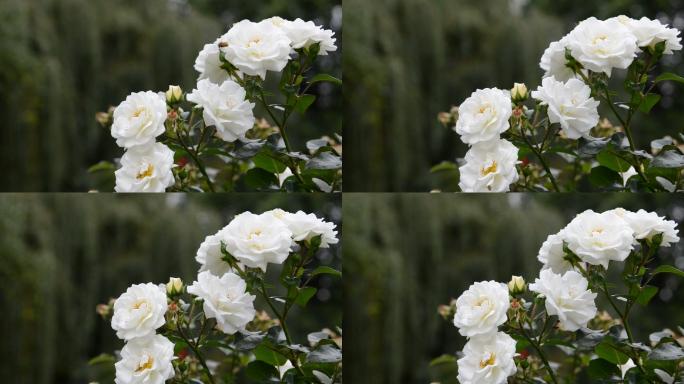 微风吹拂的白玫瑰