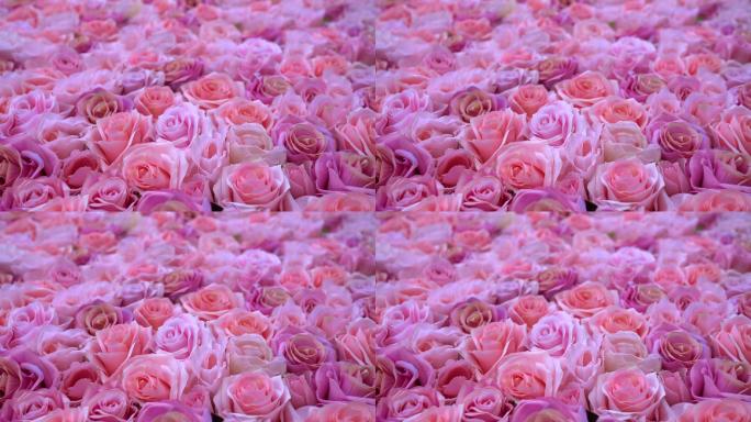 一大片粉色玫瑰花