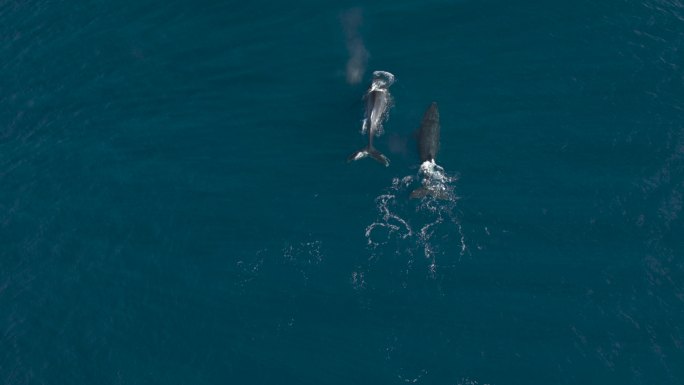 座头鲸一起在海里游弋