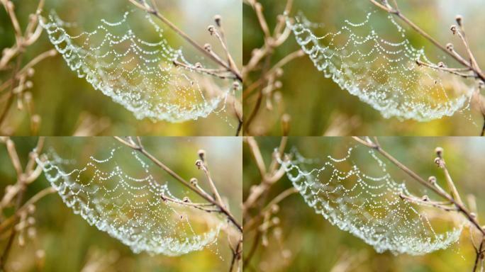 蜘蛛网上的水滴