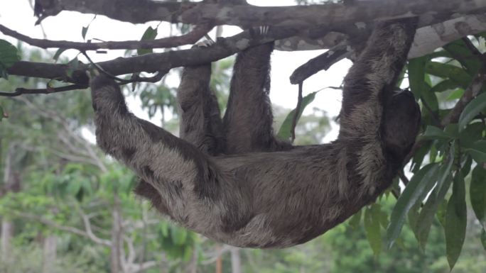 褐喉三趾树懒热带雨林热带树木动物
