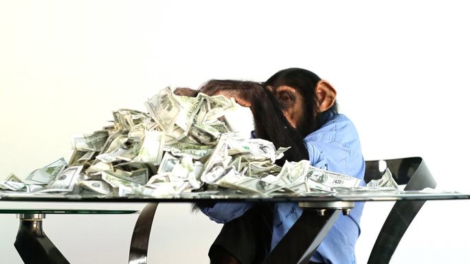 黑猩猩面前有一堆钱
