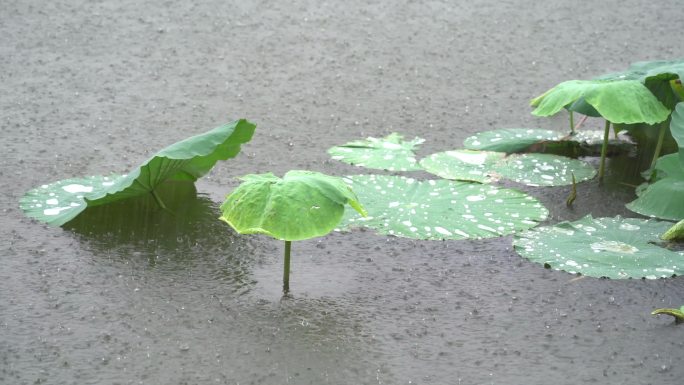 池塘下雨下大雨雨声雨珠雨线