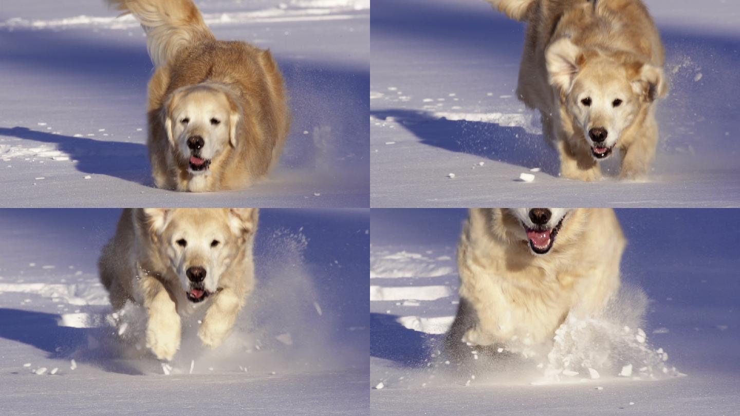 狗在雪地里跑和玩
