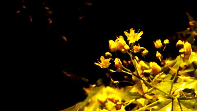 深夜风吹枫树花