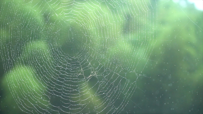 4k唯美下雨素材-雨中的蛛网