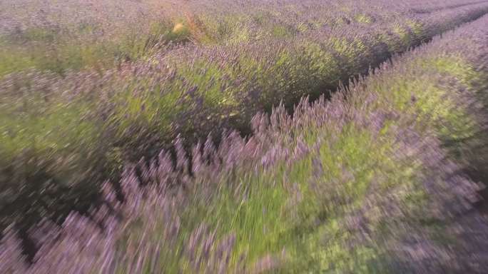 普罗旺斯乡村的薰衣草地