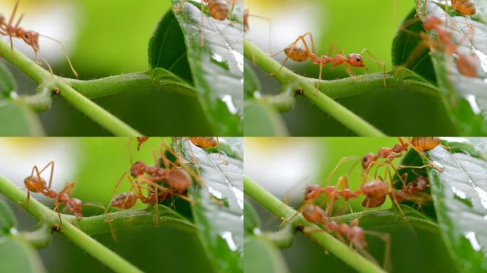 在自然界工作的蚂蚁