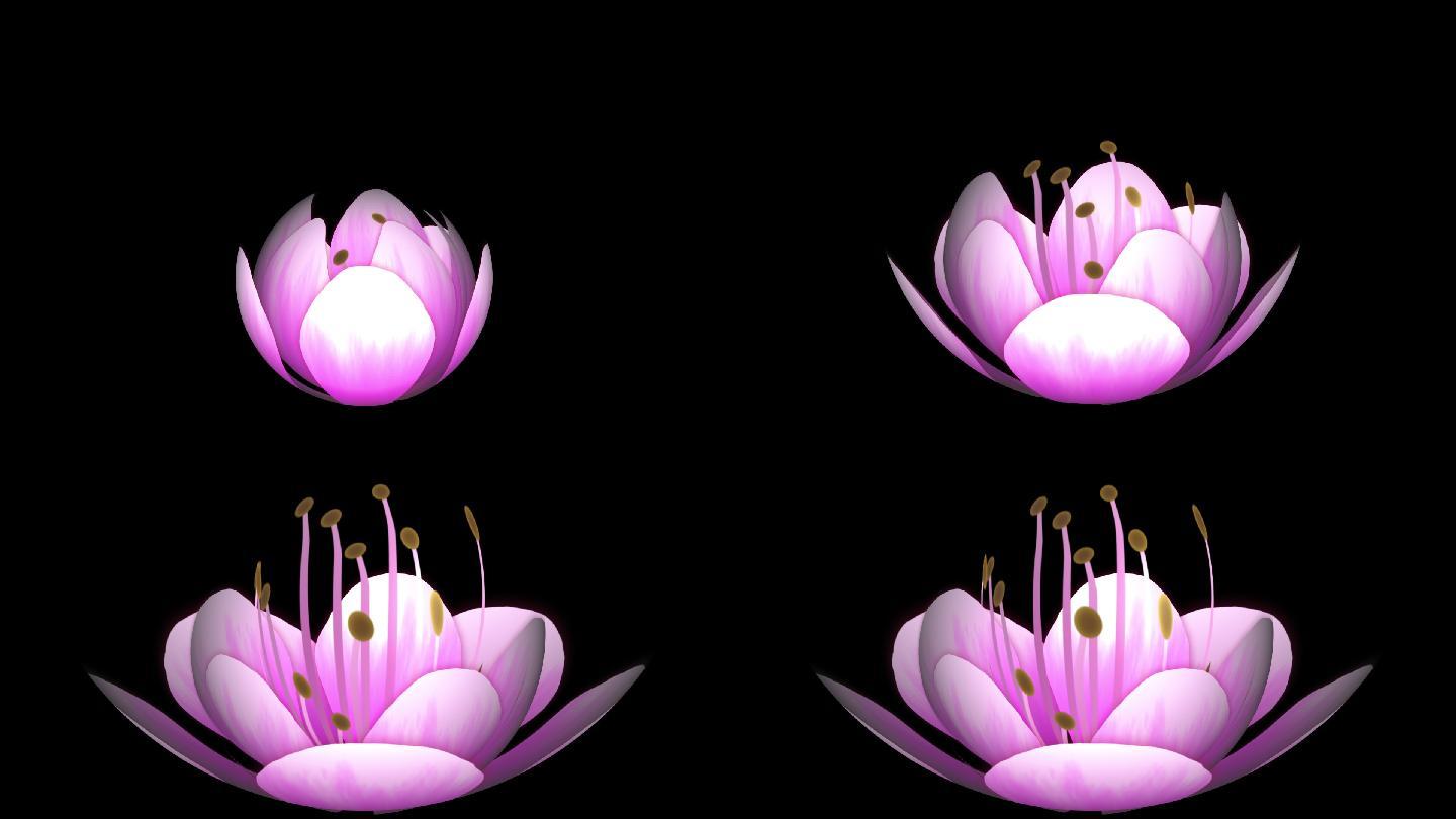 桃花花朵盛开绽放视频动画元素