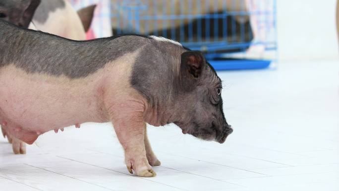 宠物互动撸猪拍照体验馆