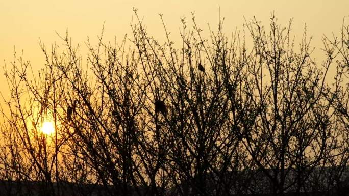 清晨阳光朝阳枝头小鸟跳跃