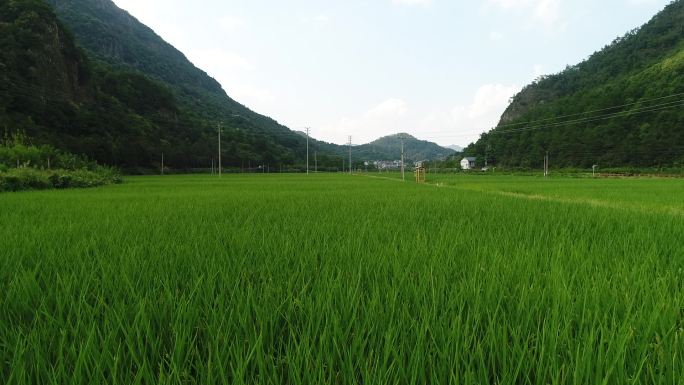 稻田浦江农业水稻播种