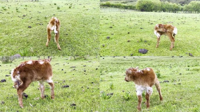 草原当天出生的小牛