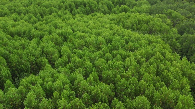 红树林