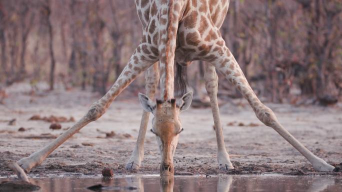 一只长颈鹿伸开双腿在水洞边喝水