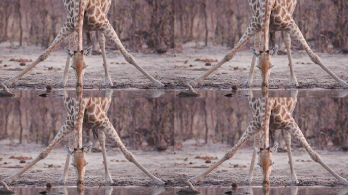 一只长颈鹿伸开双腿在水洞边喝水