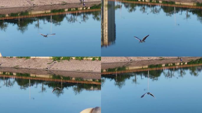早晨水鸟在河面低飞1080