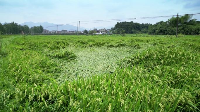 倒伏的水稻庄稼受灾农田台风过后农田