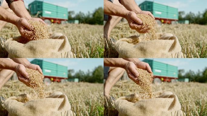 农民从袋子里拔出麦粒