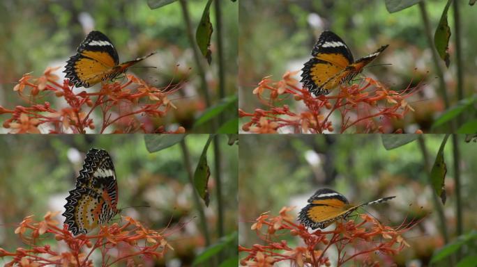 慢镜头，美丽花朵上的蝴蝶