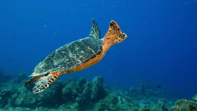 加勒比海珊瑚礁上的玳瑁海龟
