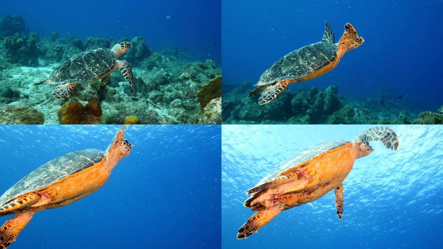 加勒比海珊瑚礁上的玳瑁海龟