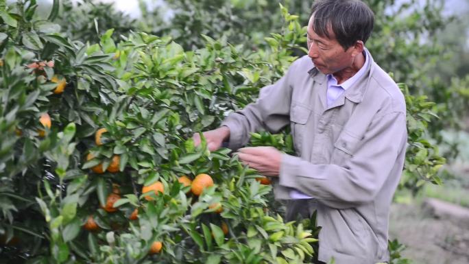 农民们在果园里摘橘子