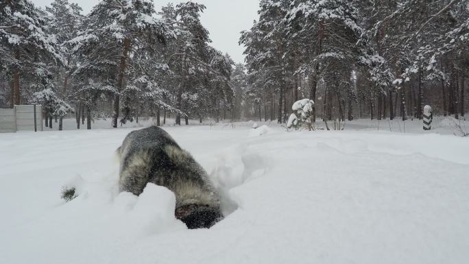 西伯利亚哈士奇在雪地里捕食小动物。