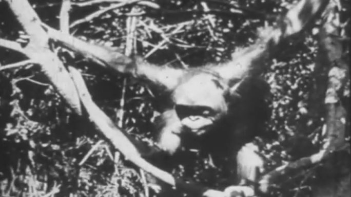 20世纪初热带雨林动物