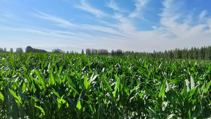 新疆玉米农业农田绿色