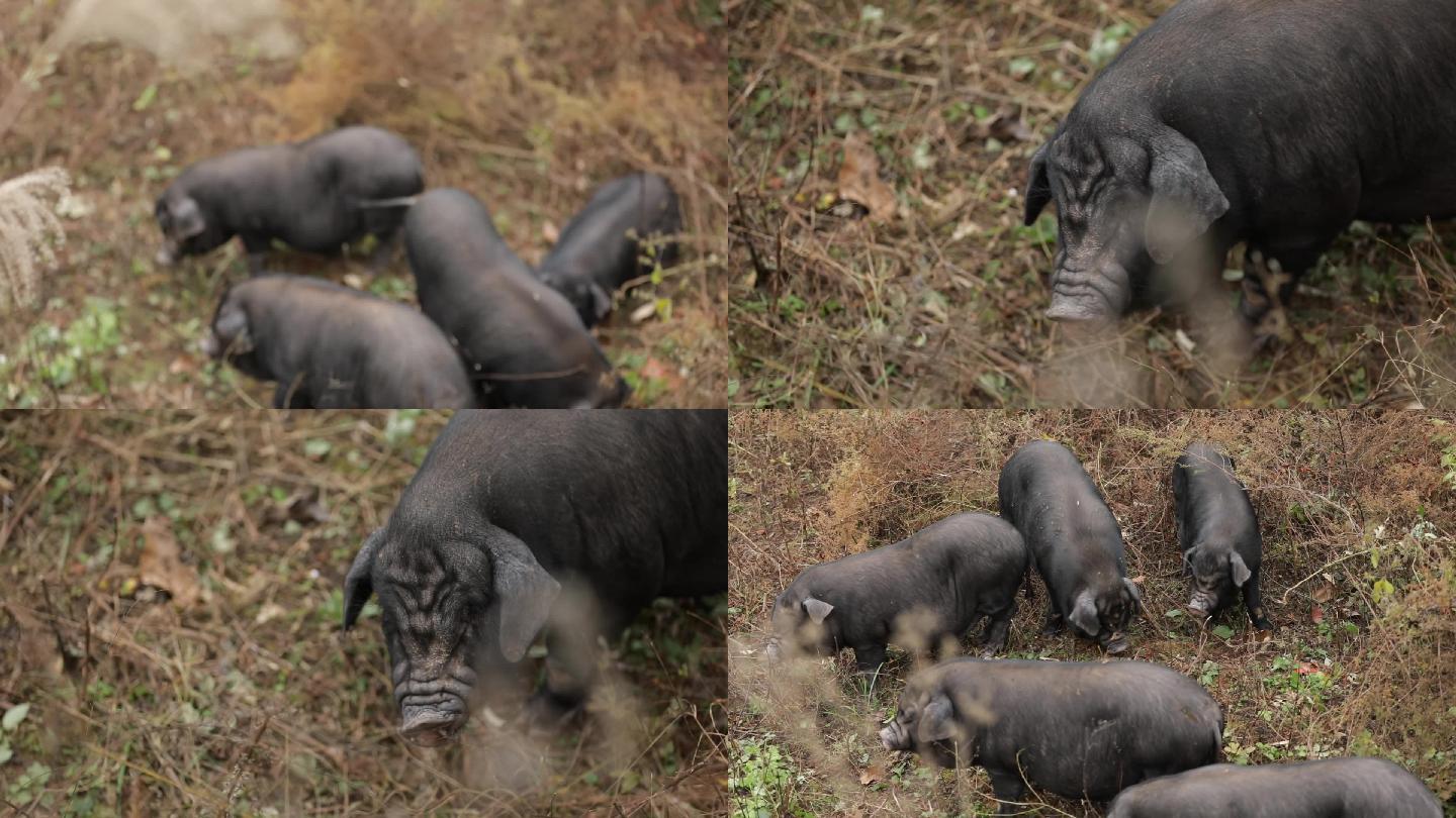 湘西黑猪铁骨猪