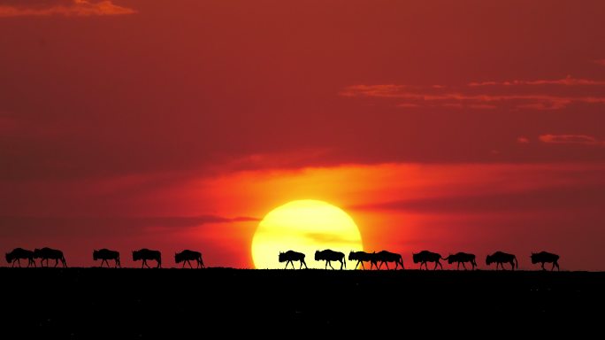 角马在日落时行走唯美日落余晖动物行走夕阳