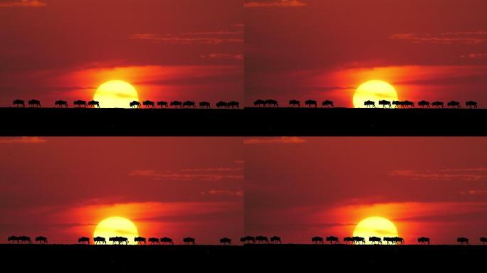 角马在日落时行走唯美日落余晖动物行走夕阳