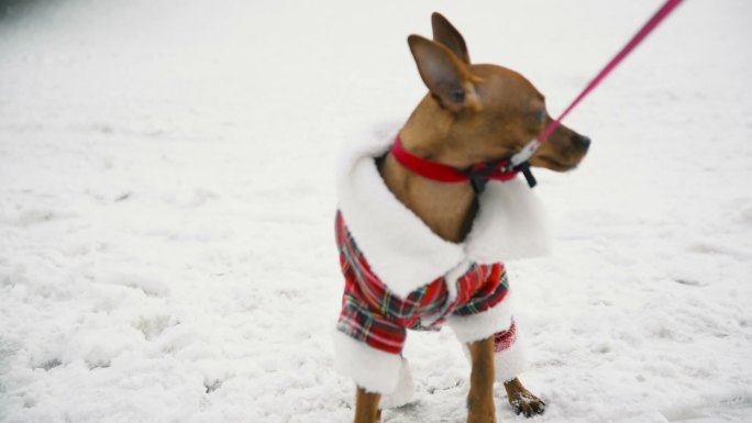 小狗想在雪地里玩耍