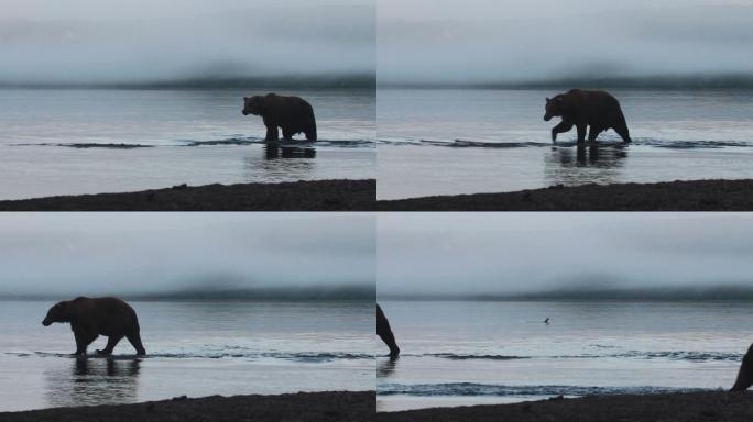 在沿海水域捕鱼的灰熊