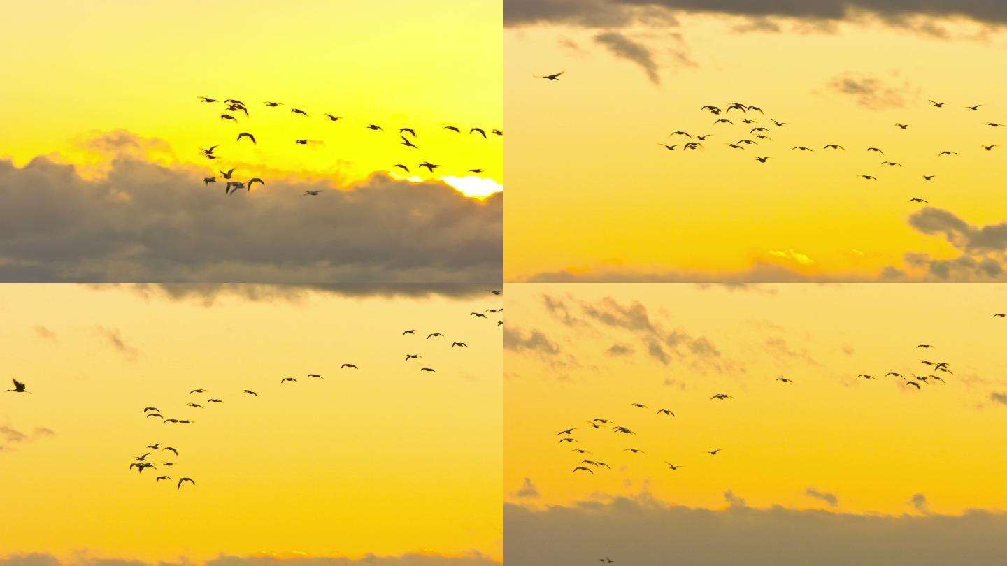 落日鸟群，沙丘鹤在夕阳的天空中飞翔