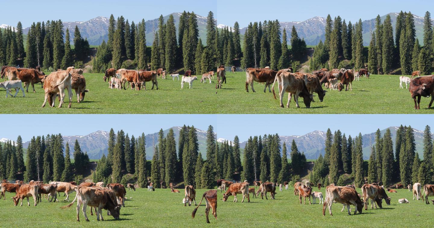 牛牧业放牧草坪牛群生态养殖