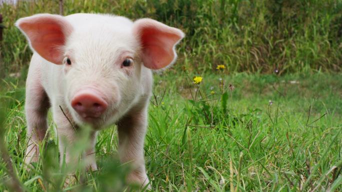 草地上的小猪萌宠乳猪憨萌