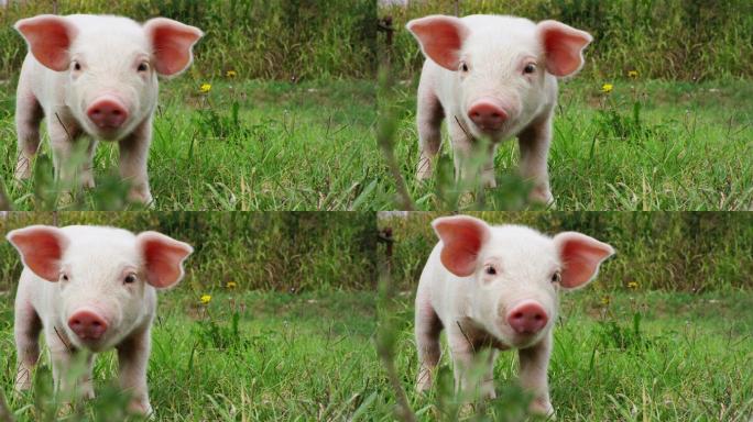 草地上的小猪萌宠乳猪憨萌