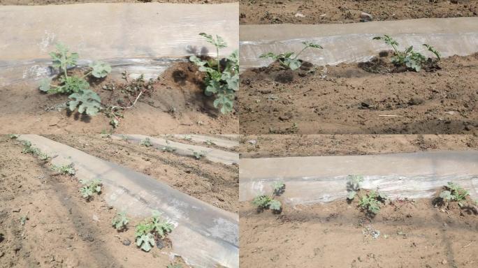 实拍西瓜幼苗特写地膜现代农业大棚
