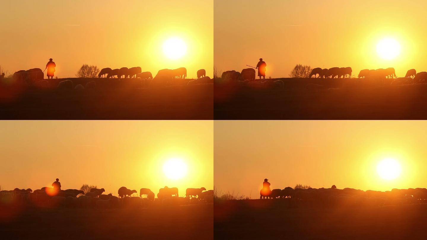 日落时的羊