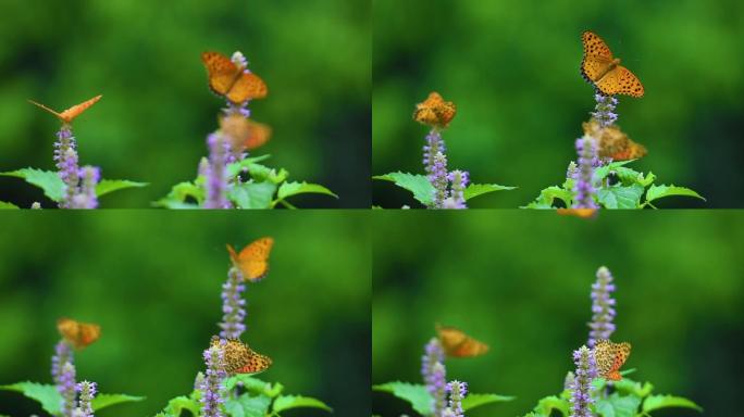 高清三只蝴蝶飞舞采花视频素材