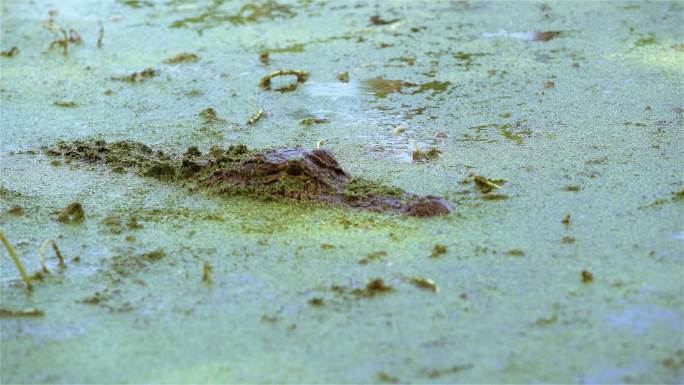 沼泽中的美洲短吻鳄