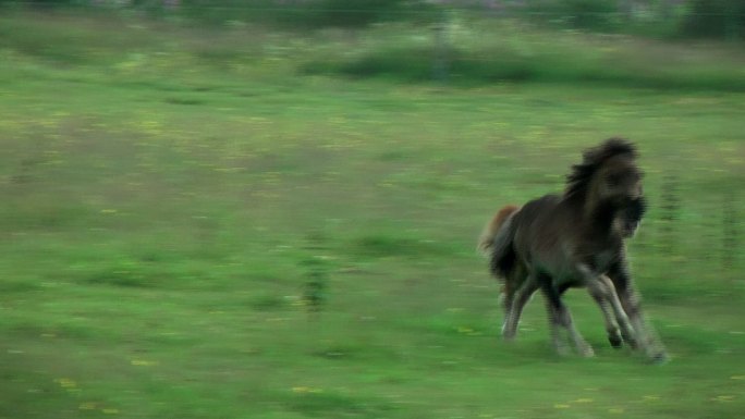 小马在草地上奔跑