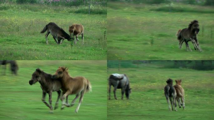 小马在草地上奔跑
