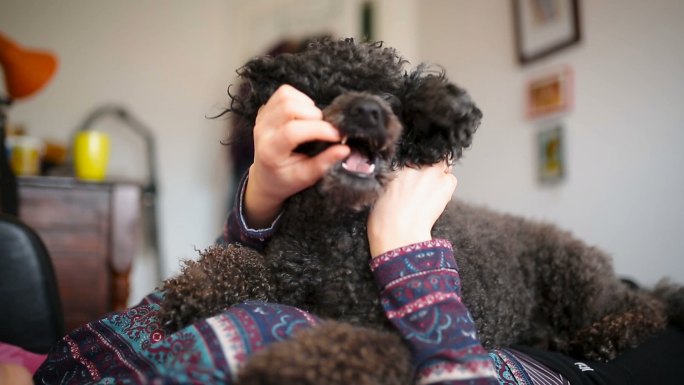 年轻女子在家里和她可爱的黑色卷毛狗玩耍