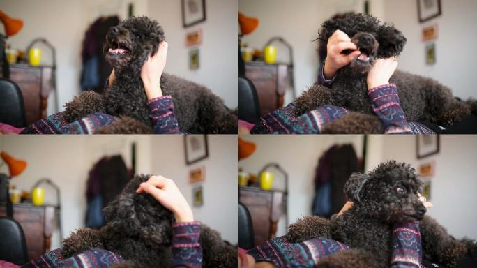 年轻女子在家里和她可爱的黑色卷毛狗玩耍